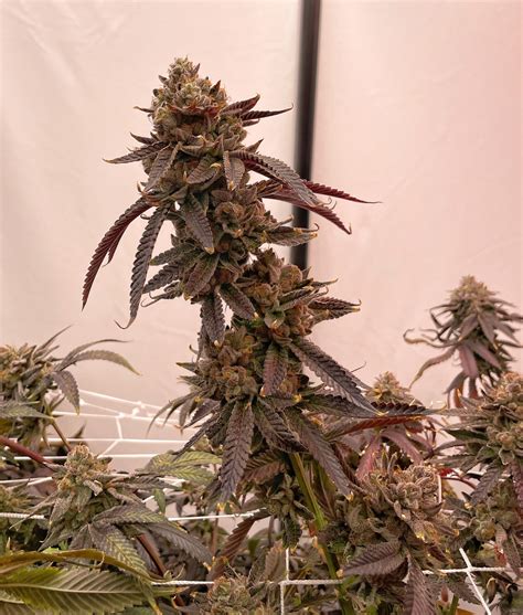 Jelly zonuts strain. Home / Wiki Database / Jelly Zonuts Breeder : Umami Seeds Breeder : 1410 Sex/Gender of Product : Regular Genetic : Photoperiod Plant Type : Indica/ Sativa Flower Time : 8-9 Weeks CBD : High THC (Less than 2% CBD) Mold Resistance : Medium Yield: Pack Size : 6 Wiki Database Jelly Zonuts 