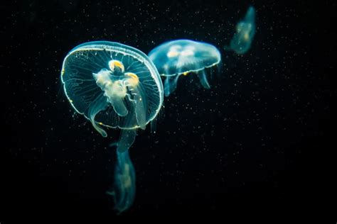 Jellyfish Facts And Questions - Salt Water Coral Tank