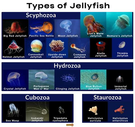 Jellyfish breeds. 