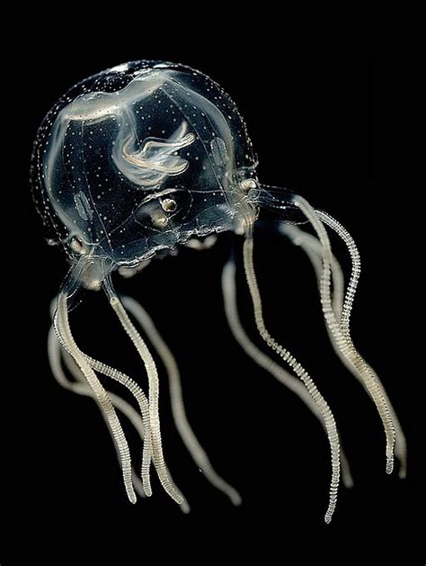 The eyes of the box jellyfish Tripedalia cystophora.a, The rhopalium shows the upper and lower lens eyes flanked by two pairs of simpler eyes. b, c, The live lower …. 