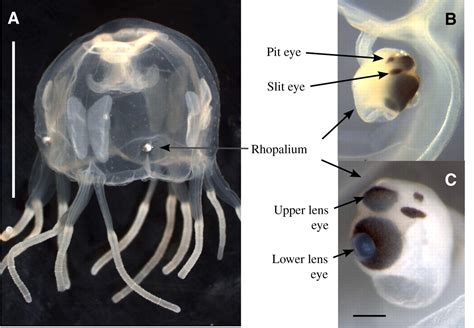 Box jellyfish have 24 eyes of four different types, and two of them -- the upper and lower lens eyes -- can form images and resemble the eyes of vertebrates like humans. The other eyes are more .... 