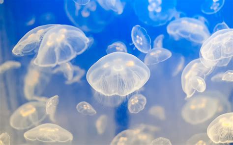 Jellyfish wallpaper. Glowing Jellyfish Wallpapers (67+ images) Looking for the best wallpapers? We have an extensive collection of amazing background images carefully chosen by our community. … 