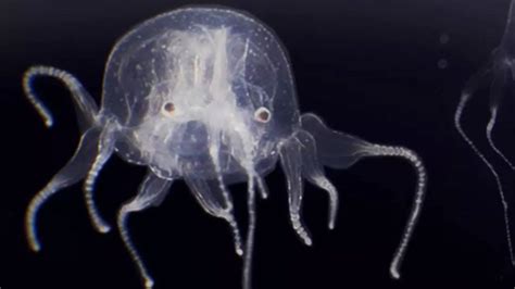 Some species of jellyfish do have eyes and "teeth," or rather thin hairs that pull in and bite down on their food. Turritopsis dohrnii. 4. One species may be immortal. As far as scientists can tell, the Turritopsis dohrnii jellyfish might be able to cheat death. Found in the Mediterranean Sea and in the waters of Japan, this species can undergo .... 