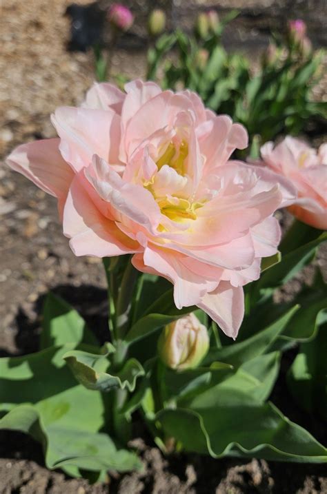 💋 [CLIP] Jemma Van Eeden Onlyfans Leak