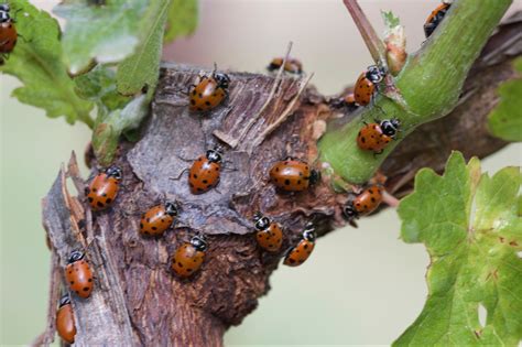 Jemrosee Onlyfans Leaked 💋 +18