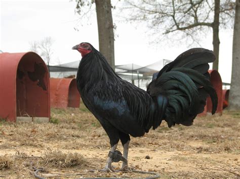 Jeremy chandler gamefowl farm. Things To Know About Jeremy chandler gamefowl farm. 