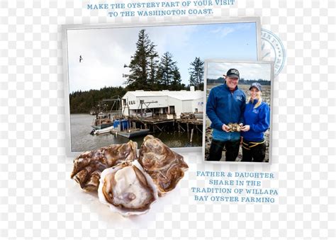 Jeri Joy - Goose Point Oysters (Nisbet Oyster Co., Inc., Bay Center ...