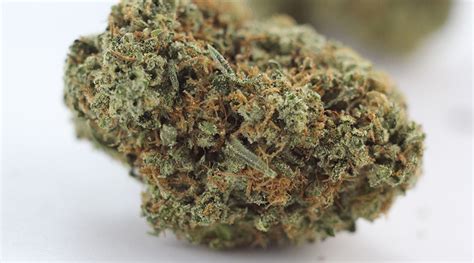Jerry strain. Strain Information. Hybrid - 50% Sativa /50% Indica. THC: 24% - 30%, CBD: 1 %. Strawberry Jelly is an evenly balanced hybrid strain (50% indica/50% sativa) created through crossing the powerful Sour Strawberry X Jelly Breath strains. If you're wondering what this bud tastes like, the name totally tells you everything that you need to know. 