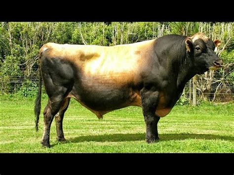 Jersey Bulls - YouTube