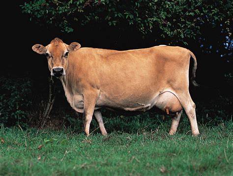 Jersey cow origin
