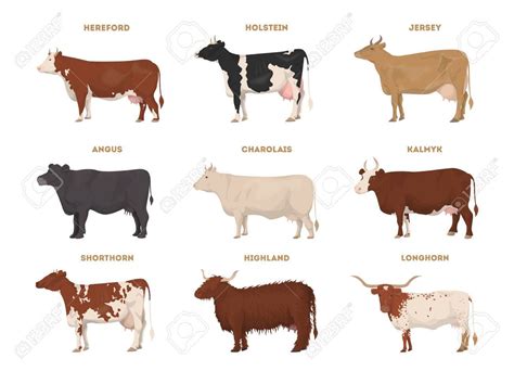 Jersey cow size