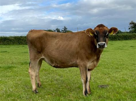 Jersey heifers for sale. 46 Swaar Dragtige jong koeie met 8 reeds gekalf. Total number of heads: 46 Breed and Type: Cows and Calves Free State Mpumalanga Pregnant Cows 