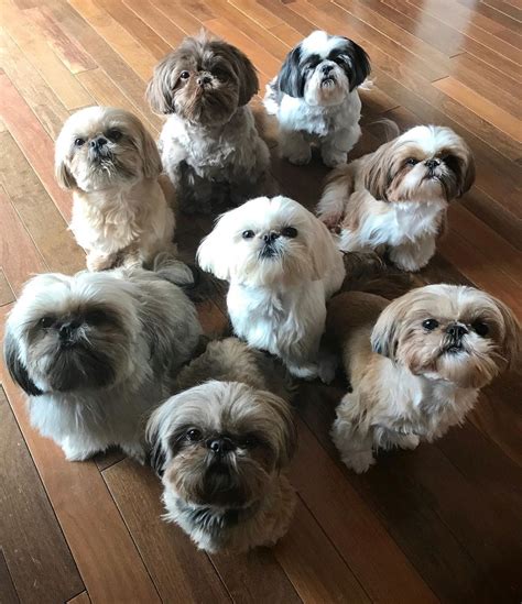 Jersey shih tzu. Are you considering adopting a Bichon Shih Tzu mix? These adorable little dogs, also known as Shichons or Zuchons, are a popular choice for many families. Before embarking on the j... 