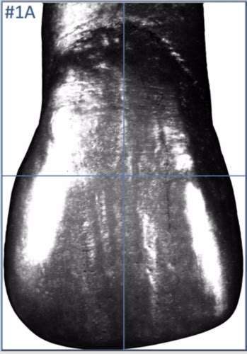 Jessycatt  Onlyfans Leaked +18 163 Pics