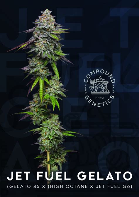Jet fuel gelato compound genetics.  Bred by Compound Genetics, Jet Fuel Ge...