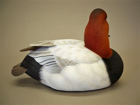 You can easily renew your DU membership online for just $35 today to continue receiving your DU benefits for another year. Plus, you'll receive the DU King Eider Miniature Decoy designed exclusively for DU and replicated in quarter scale. This beautiful decoy celebrates the 25th in the series of classic decoys crafted by Jett Brunet, one of the .... 
