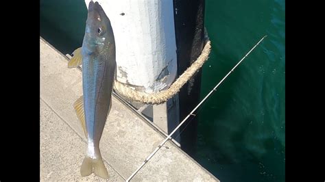 Jetty Fishing Ulladulla NSW Jan 2024 - YouTube