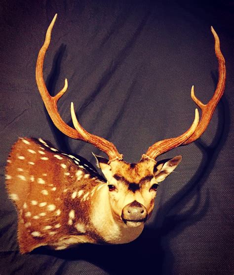See more of Breakthrough Magazine Learn Taxidermy