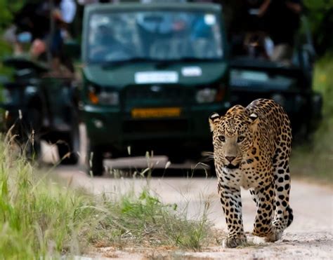 Jhalana Leopard Safari