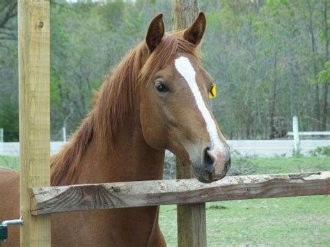 Gelding. Color. Red Roan. Height (hh) 15.0. If your are looking for a horse with spirit you have found it, Benny is a paso fino and quarter horse cross, he is 6 years old. Benny has a lot of spirit…. View Details. $7,000.
