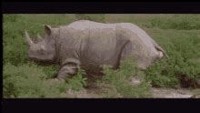 Jim carrey rhino gif. Explore and share the best Jumanji GIFs and most popular animated GIFs here on GIPHY. Find Funny GIFs, Cute GIFs, Reaction GIFs and more. 