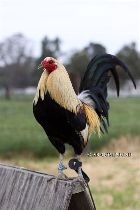 Jimmy east gamefowl. pure Jimmy East Leiper 15 months old solid body and a good mother I bred and raised chicks from her this past spring double spurred and healthy please call or text with any questions 813-215-0223 