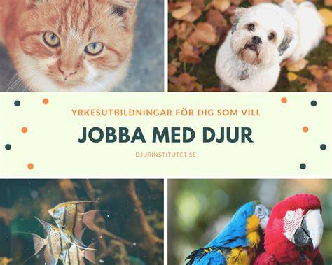 Jobba med djur utomlands