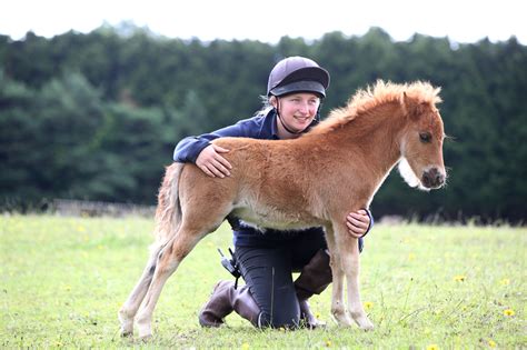 Jobs with THE MARE AND FOAL SANCTUARY CharityJob