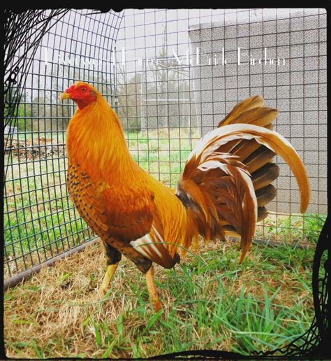 1.88K subscribers. 183. 11K views 3 months ago #gamecocks #gamefowl #hatch. Explore the rich history and breeding secrets of the Harold Brown Greys, a gamefowl strain renowned for its vigor.... 