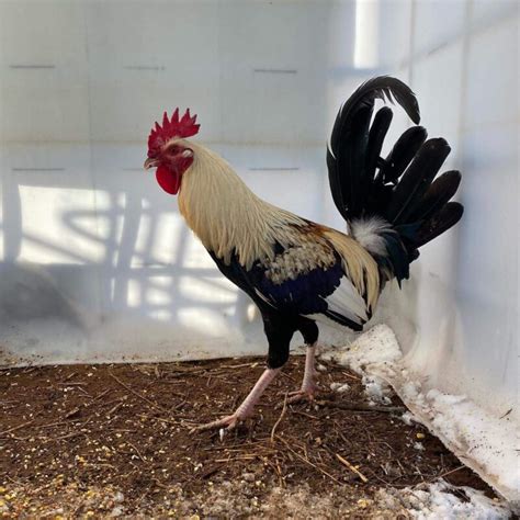 Joe redmond gamefowl. Buy Joe Redmond grey Gamefowl Fast delivery to any location Secure payments Products. Buy Sweater Rooster Gamefowl; Buy Brassback Albany pullet $ 200.00 $ 180.00; 