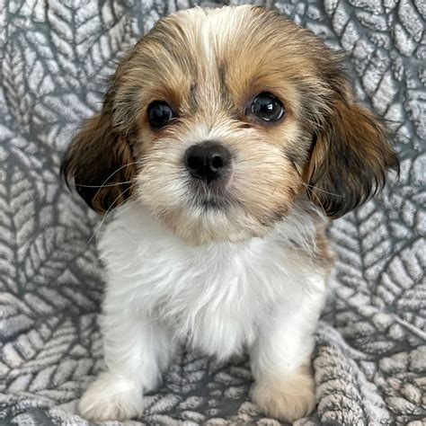 John - Teddy Bear Puppy For Sale in Pennsylvania