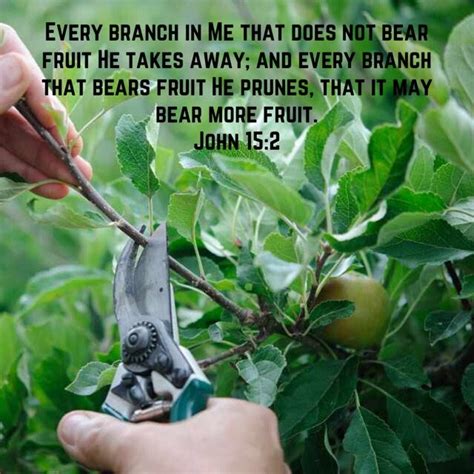 John 15:2 He cuts off every branch in Me that bears no fruit, and every …