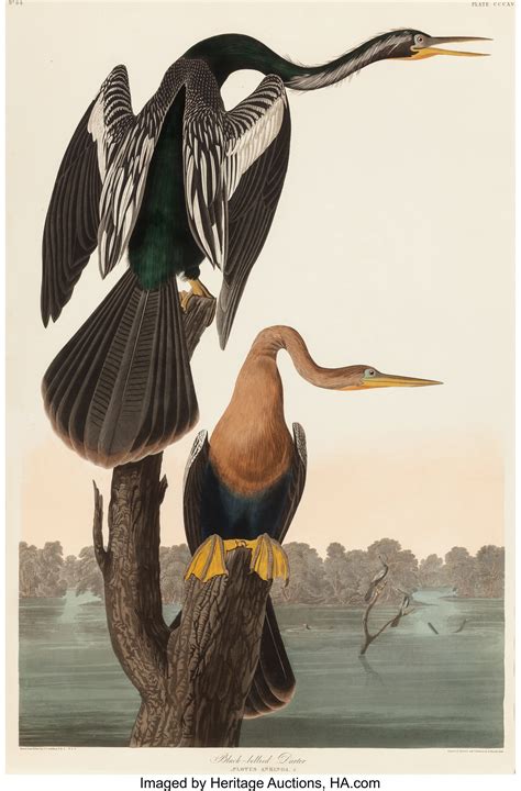 John James Audubon Art Prints for sale eBay