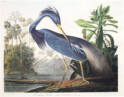 John James Audubon Prints, Paintings, Posters & Wall Art