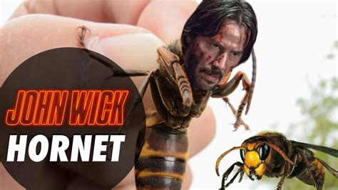John wick hornet. It’s good news, then, that the latest cruise video from the U.S. Navy’s Strike Fighter Squadron 154, or VFA-154, also known as the “Black Knights,” has just dropped. And the real-life result, running to a full 30 minutes in high definition, is well worth your time. In fact, it’s the best Super Hornet footage we have ever seen. 