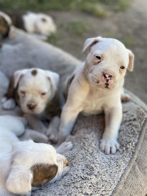 Johnson American Bulldog Puppies For Sale