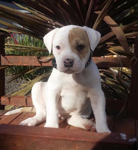 Johnson American Bulldog Puppies For Sale In California