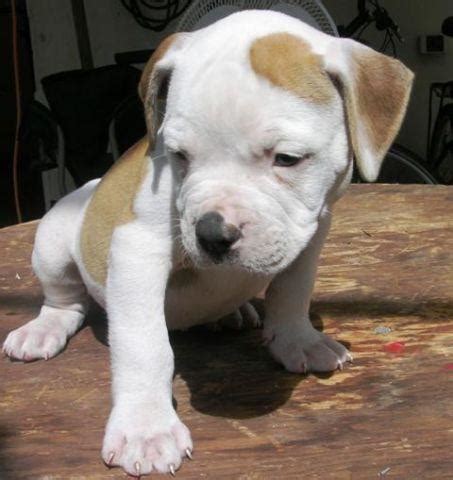 Johnson American Bulldog Puppies For Sale In Florida