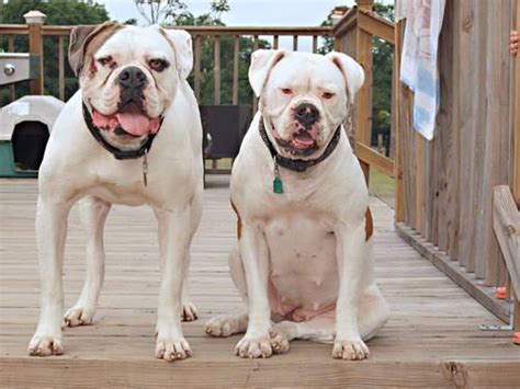 Johnson American Bulldog Puppies For Sale In Georgia