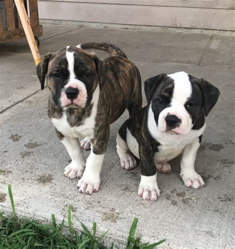 Johnson American Bulldog Puppies For Sale In Texas
