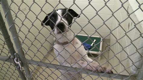 Johnson county animal shelter. Things To Know About Johnson county animal shelter. 