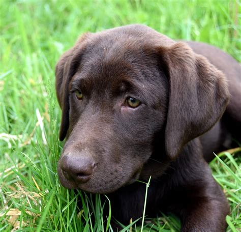 Johnson point labradors. Things To Know About Johnson point labradors. 