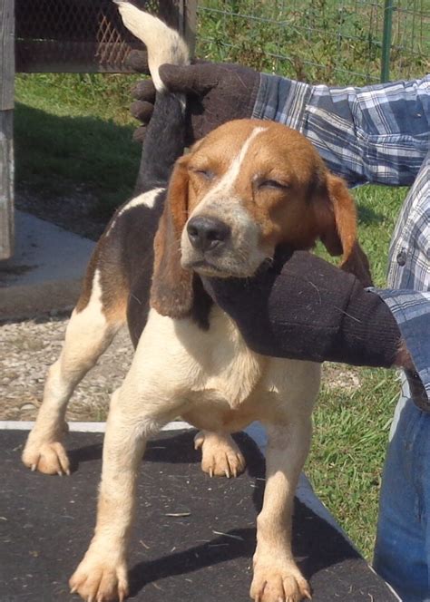 Johnston beagle farm. AGE JULY 5 2019. SIZE 13 IN. NAME BIRCH CREEK IZZY. SIRE:FC WRIGHT’S MR BO JANGLES. PRICE $750. BUYER PAYS ALL SHIPPING BY GROUND. PH;6189273100. Previous AKC REG.X GOOD L&W RABBIT MALE. 