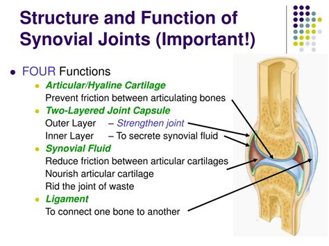 Joint structure and function ppt.  Common synovial joints include ball-and-socket...