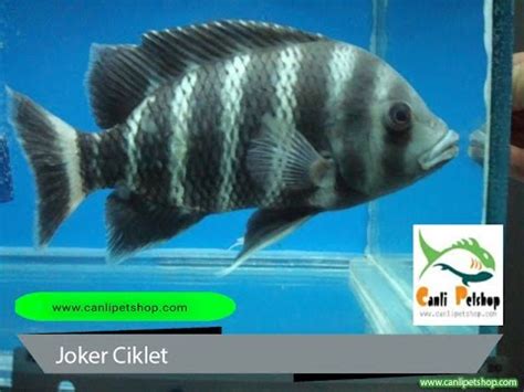 codini.rgarabwor.edu.pl. 