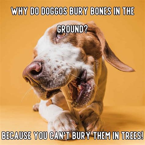 Jokes About Guide Dogs