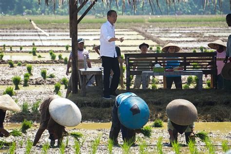 Cerita vera di balik proses pembuatan kebaya hijau lemon untuk