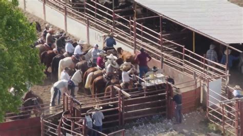 Joliet rodeo accused of animal abuse