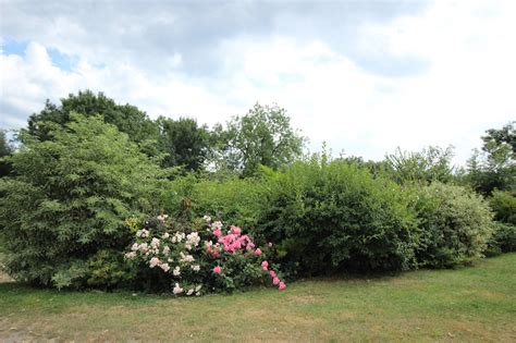 Jonquery à Jonquery