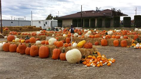 Petting Farm. Petting Zoos. See more pumpkin patches near Ontario. Best Pumpkin Patches in Ontario, OR 97914 - Jordan's Pumpkin Patch & Christmas Tree Lot, Pumpkin Palooza, Jordan's Too Pumpkins and Christmas Trees, Cabalo's Orchard & Gardens, Pumpkin Patch, Cathedral of the Rockies.. 